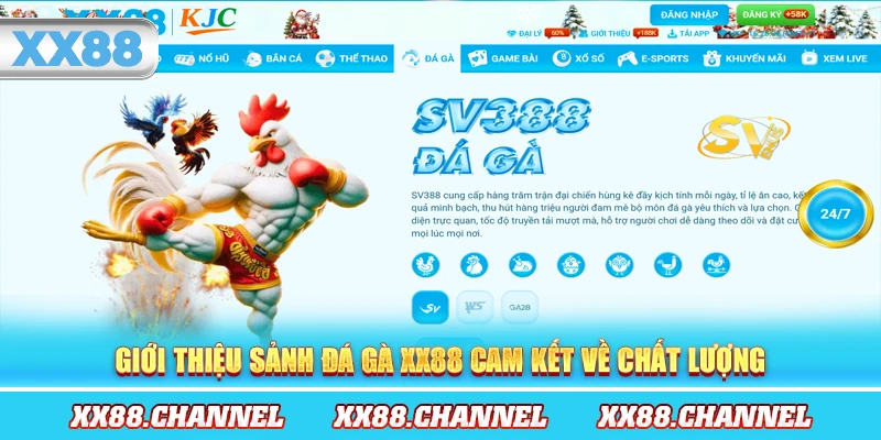 Giới thiệu sảnh đá gà XX88 cam kết về chất lượng