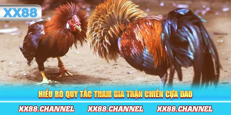 Hiểu rõ quy tắc tham gia trận chiến cựa dao